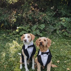 Dog tuxedo